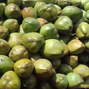 Coconut