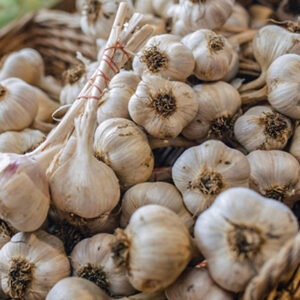 Garlic