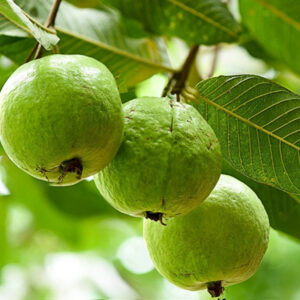 Guava