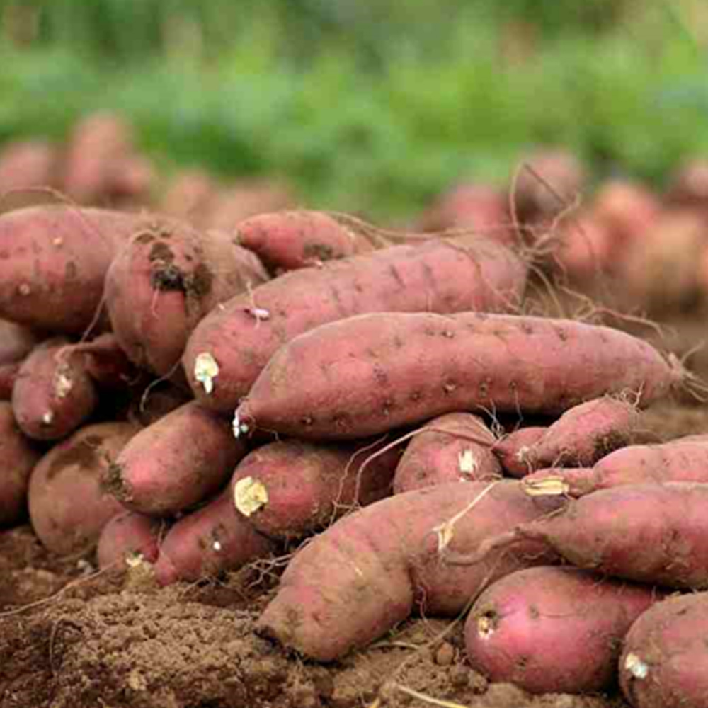 Sweet Potato